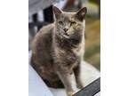 Adopt Dolly Grace a Dilute Tortoiseshell