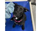 Adopt Veronica a Black Labrador Retriever, Mixed Breed