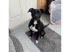 Adopt Fanny a American Staffordshire Terrier