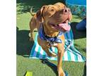 Adopt Cecil a Pit Bull Terrier, Mixed Breed