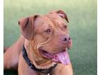 Adopt Cecil a Pit Bull Terrier, Mixed Breed