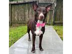 Adopt Lexi a Mixed Breed