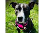 Adopt Mia needs a Bestie a American Staffordshire Terrier