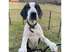 Adopt Salt a Great Dane