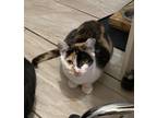 Adopt Luce - BONDED TO FLASH a Domestic Short Hair