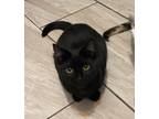 Adopt Flash - BONDED TO LUCE a Domestic Short Hair