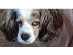 Adopt Isabella (Izzy) a Cavalier King Charles Spaniel