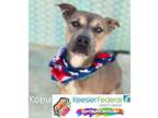 Adopt Kobu a Pit Bull Terrier