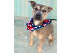 Adopt Kobu a Pit Bull Terrier