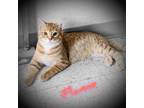 Adopt Flame a Domestic Short Hair