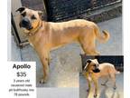Adopt Apollo a Pit Bull Terrier, Husky
