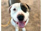 Adopt PORKCHOP a Pit Bull Terrier, Mixed Breed