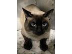 Adopt R260938/ Afv708783 Sebastian a Siamese