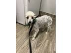 Adopt R260944/ Afv709378/ Sherman a Poodle