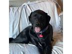 Adopt Mikey a Labrador Retriever