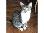 Adopt Freddy a Tabby, Domestic Short Hair