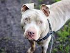 Adopt ACER a Pit Bull Terrier