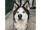 Adopt KAI a Alaskan Malamute