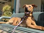 Adopt PAZ a Black and Tan Coonhound, German Shepherd Dog