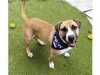 Adopt CARL a American Staffordshire Terrier