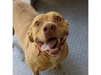 Adopt Honey Bear a American Staffordshire Terrier