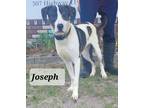 Adopt Joeseph a Terrier