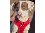 Adopt Stitch a Pointer, Mixed Breed