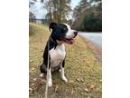 Adopt Tucker a Pit Bull Terrier