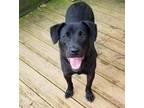 Adopt Luke a Labrador Retriever, Shepherd