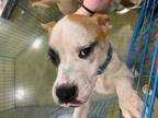 Adopt Roger a Boxer, Terrier