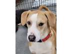 Adopt Hunter a Siberian Husky, Labrador Retriever