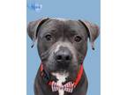 Adopt Blake a Pit Bull Terrier, Mixed Breed