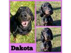 Adopt Dakota a Black and Tan Coonhound