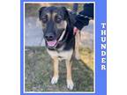 Adopt Thunder a Shepherd