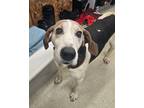 Adopt Rango a Coonhound