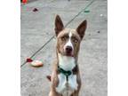 Adopt triscuit a Mixed Breed