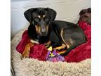 Adopt Rosco a Rottweiler, Black and Tan Coonhound