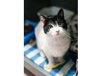 Adopt Mozart FIV+ a Domestic Short Hair