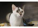 Adopt Lazarus a Domestic Short Hair