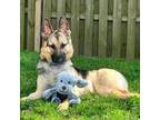 Adopt Lovo a German Shepherd Dog