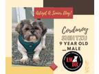 Adopt Shih Tzu - Corduroy a Shih Tzu