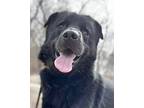 Adopt Toro a Rottweiler, Newfoundland Dog