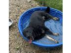 Adopt Toro a Rottweiler, Newfoundland Dog