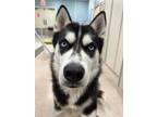 Adopt Spencer a Siberian Husky