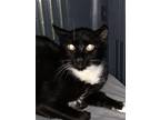 Adopt Petunia - BARN CAT a Domestic Short Hair