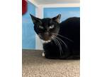 Adopt Dagger - BARN CAT a Domestic Short Hair