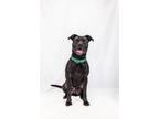 Adopt Licorice a Terrier, Mixed Breed