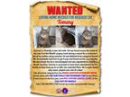 Adopt Tommy a Tabby