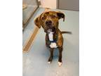 Adopt Oakley a Mixed Breed