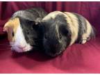 Adopt Rick & Morty a Guinea Pig